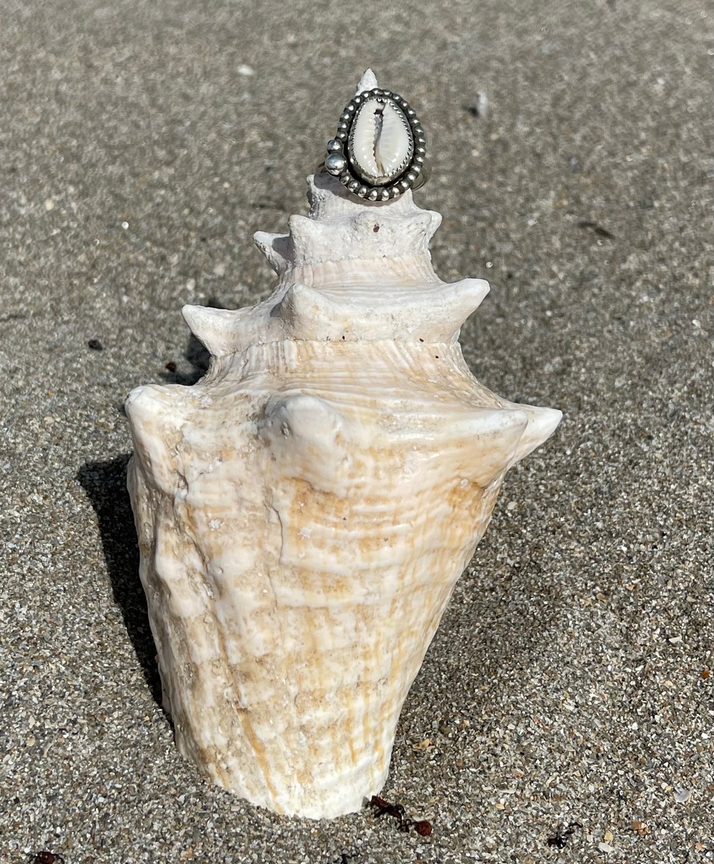Natural Cowrie Shell Ring Size 8