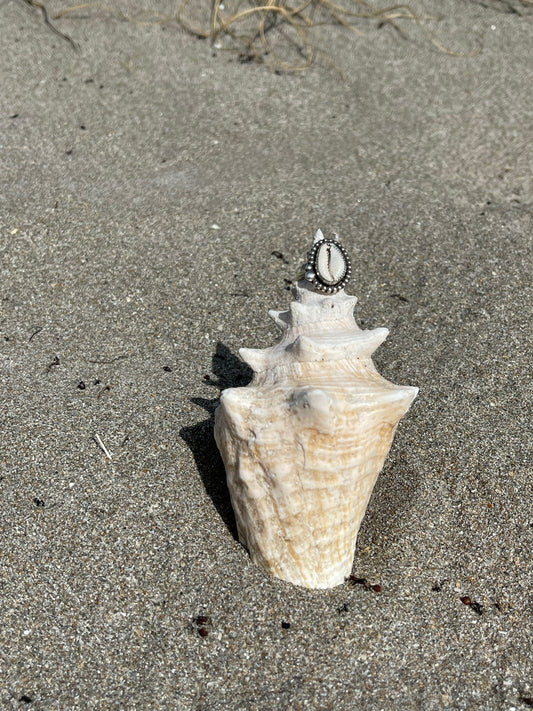 Natural Cowrie Shell Ring Size 8