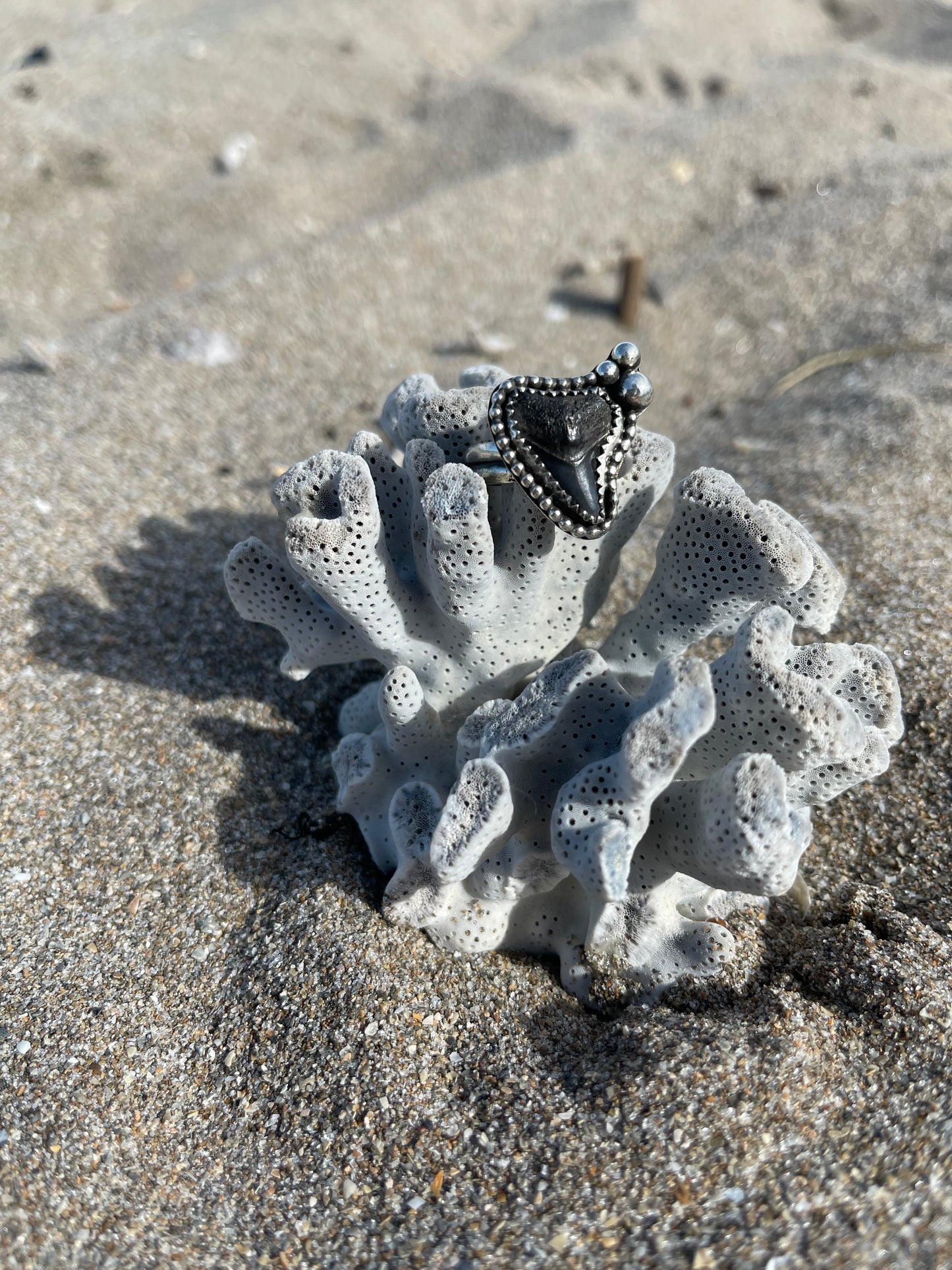 Fossilized Shark Tooth Ring Size 8