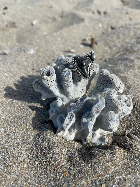 Fossilized Shark Tooth Ring Size 8