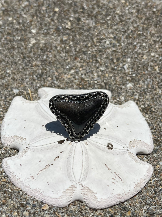 Fossilized Shark Tooth Ring Size 8